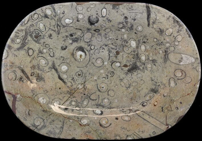 Fossil Orthoceras & Goniatite Plate - Stoneware #53086